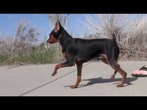 Sidels Tenacious Tony