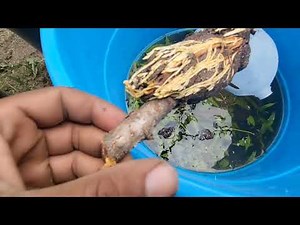 Peach Tree Air Layer/ making new rootstock