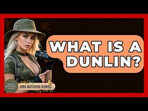 What Is A Dunlin? - Bird Watching Diaries