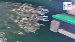 1.1K views · 34 reactions | #WATCH: Students in a wildlife biology program at Petaluma's Casa Grande High School have saved 2,000 endangered Coho Salmon from Lake Sonoma, where the drought has caused the water to heat up to unhealthy levels. | KCBS Radio | Facebook