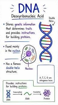 Nucleic Acids: Molecules That Store Instructions For Life