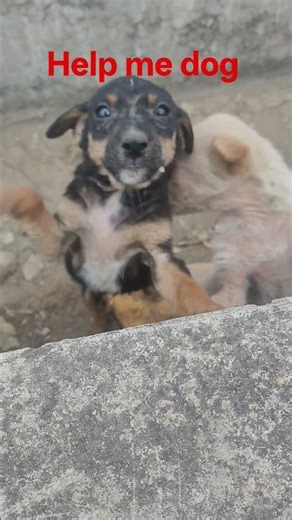 help me dog 🐕🐕