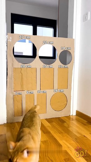 17K views · 42 reactions | Cat Parkour FAILS… or Wins? 藍 Who else loves prank fails?  Cats included! | 123 GO | Facebook