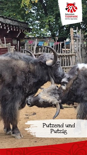 Das Geheimnis unserer sauberen Tiere. 🐾 Wie hält man Tiere am besten Sauber? - Einfach machen lassen. 👍🦘 #naturschutztierparkgörlitz #putzenmachtglücklich #tierparktiere #görlitzzgorzelec | Tierpark Görlitz e.V.