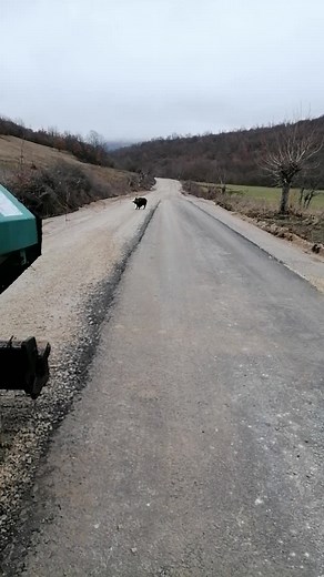 Wild Boar Running in Rural Countryside