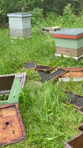 Bear Attack in Bee Yard🐻🐻