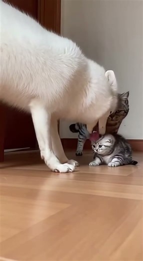 Why is the Fox jumping like that?! 😱🦊 Wait for the end #shorts