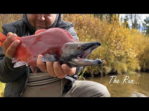 Fly Fishing for HUGE Kokanee Salmon Fall Run Colorado
