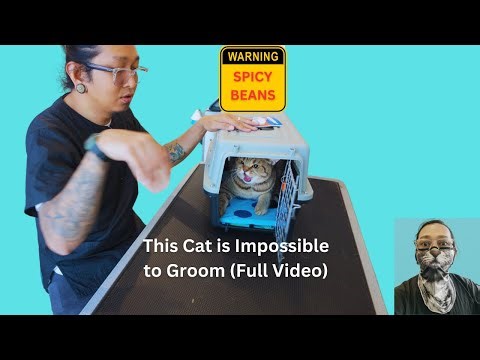 This Cat is impossible to groom. The Spicy BEANS!!! (Full Video)