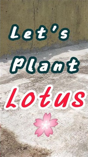 🌸 Planting Lotus | Easy Gardening Tips 🌱 #shorts