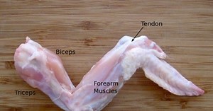Skeletal and Muscular System - Chicken Wing Dissection - Thurs 21st July