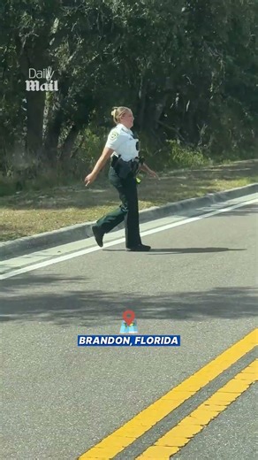 Sheriff's deputy attempts to rescue turtle from busy Florida road