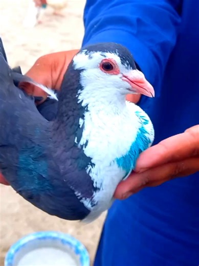 49 Pigeons For Sale - High Quality Stock