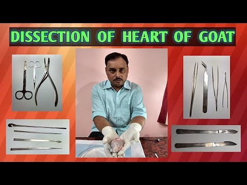Dissection of heart of goat : Anatomical Study