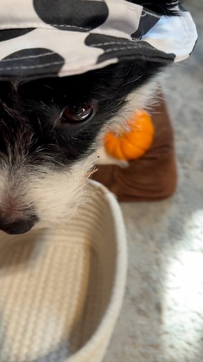 I think this is more than 3 carrots. Take this, pay, and get out. #dogtoys #funnydog #cutedog | Penny Corgipoo