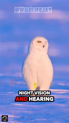 Why Owls Rule the Night 🌙🦉