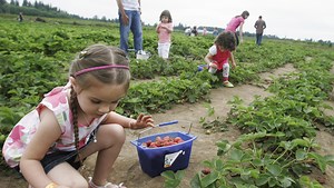 The Ultimate Mid-Valley U-Pick and Pick-Your-Own Guide