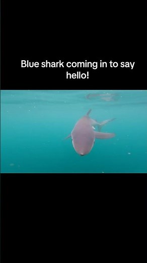 Blue sharks are one of the more common offshore shark species in the UK