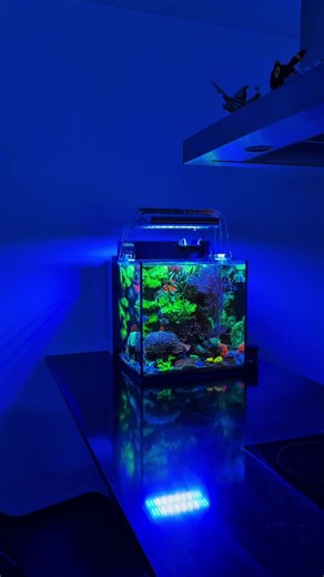 @reefluo make sure you drop them a follow for more amazing reef/fish keeping content! ✁--------------------------------- #reef #reeftank #reefkeeping #reefaquarium #saltwateraquarium