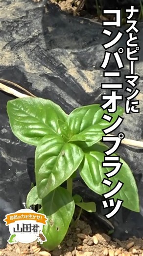 [Interplanting] Harness the Power of Nature! Yamada-kun Part 73: The World of Living Creatures Ex...