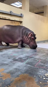 The holidays get even happier 🎁 Today is Splish’s 34th birthday! To celebrate, she had a bubble pool party and a special cake made by her keepers. Happy birthday, big girl! 🎂🎉 🎥 Keeper Haley#hippopotamus #hippos #animals #love #memphiszoo #happyholidays | Memphis Zoo