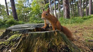 Biodiversity, extinction and gene pools -  Ecosystems and habitats - KS3 Biology - BBC Bitesize