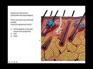 integumentary system part 2