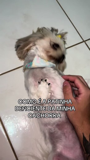 Patinha Deficiente da Minha Shitzu: Como É?