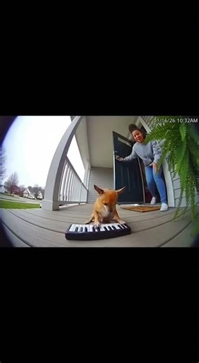 Chiwawa Playing The Piano 😯