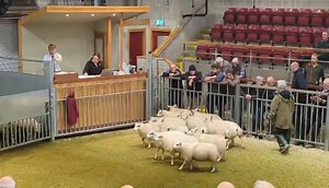 11K views · 130 reactions | Beltex stores 'flying' at Skipton today.  Topping at £148 and lots of pens over £125 Full report - https://ccmauctions.com/Sale-Day/Sales-Reports Video from G Robinson | CCM Auctions Skipton Auction Mart Livestock Auctioneers | Facebook