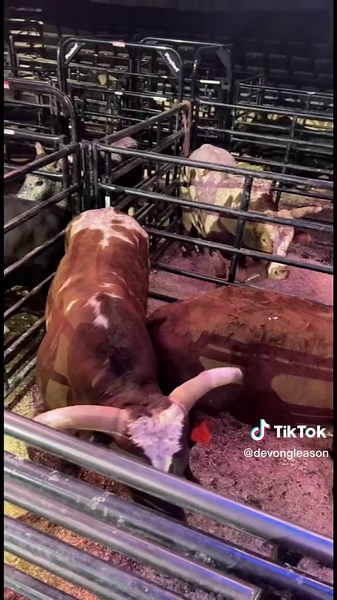 @pbr Sacramento behind the scenes. #pbr #bullriding #cowboy #western #rodeo #rodeotok