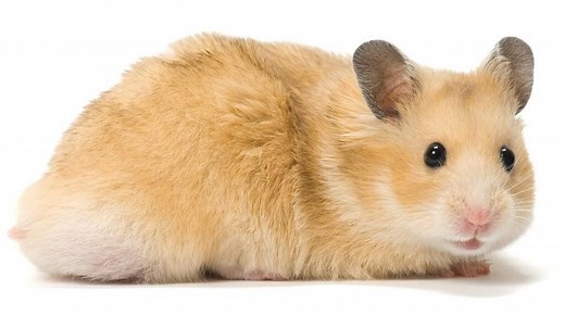 10 Types of Hamsters