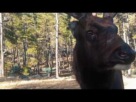 Short trailer Takin preserve park Motithang