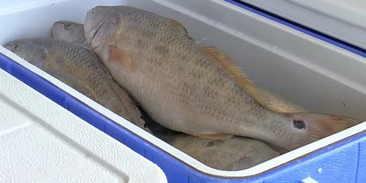 Louisiana Department of Wildlife and Fisheries updates redfish regulation to address population concerns