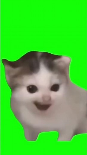 German Cat Meme #cat #funny #germany #memes #shorts #viral #viralvideo