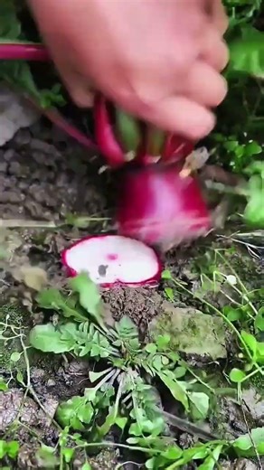Is it a Beet? Is it a Daikon? The Secret Revealed 🧐🎨 #farming #herbalism #permaculture #gardening