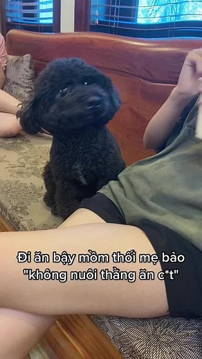 Hilarious Poodle Puppy Eating Poop - Funny Moment