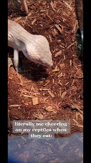 scaley_sally 🐍💜🦎 (@scaley_sally)’s videos with original sound - 𝒔𝐢𝐨𝐮𝐱𝐬𝐢𝐞ྀི