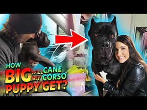 How BIG Will Your Cane Corso Puppy Get?