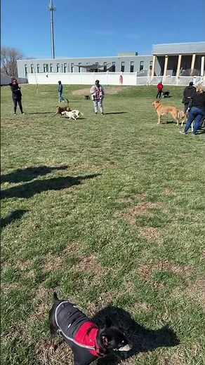 Ruby x Ruby cuteness #godoggo #doglife #puppy #happyhounds #omaha