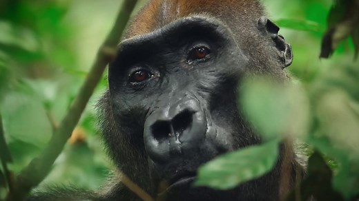 The Wild Ones - Official "First Gorilla" Clip