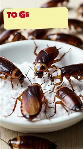 How To Get Rid of Cockroaches With Baking Soda & Sugar