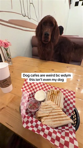 Dog cafes are weird: why this isn’t even my dog