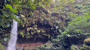 18 reactions · 6 comments | Emerald Pool in Dominica … | Tony McCanless | Facebook