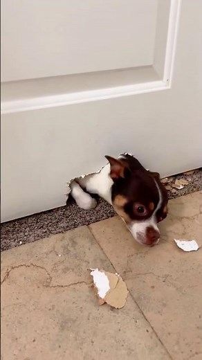 Compilation Divertente di Gatti e Cani – Momenti Super Buffi!😹🐶🤣