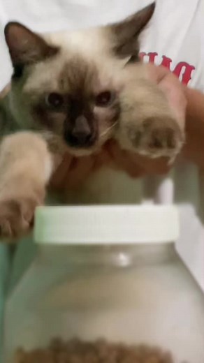 Pang cat food lang po😣 #cats #siamesecat #catsoftiktok #piwithesiamesecat