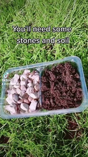 How to make a jar ecosystem (easy)