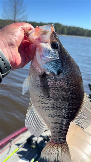 Windy and cold this morning. Females were back out deep suspended and males were still hanging out shallow and colored up! #crappie #mississippi #fishing #acccrappiestix #flintcreek