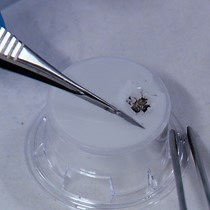 Video: Long-Term, Serum-Free Cultivation of Organotypic Mouse Retina Explants with Intact Retinal Pigment Epithelium