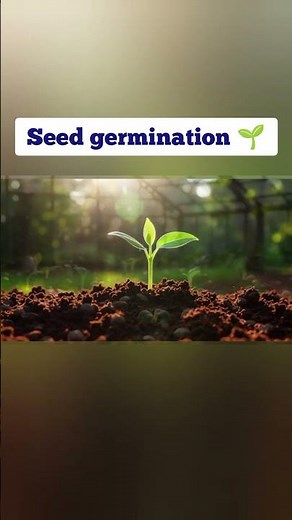 Seed Germination for Kids | Simple Steps to Grow a Plant#shortvideo #kidzlyf